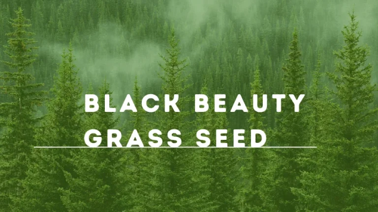 Black Beauty Grass Seed