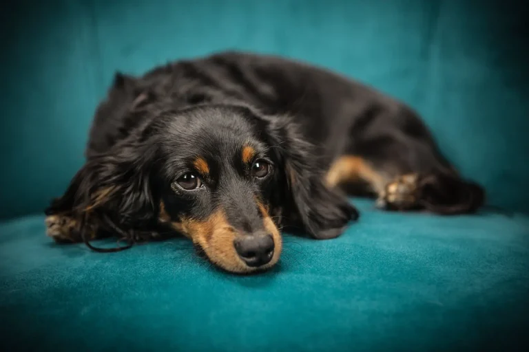 Why Dachshunds Are The Worst Breed- Reasons