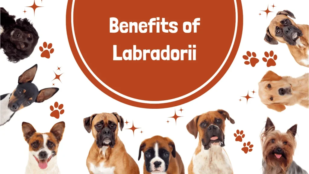 Benefits of Labradorii
