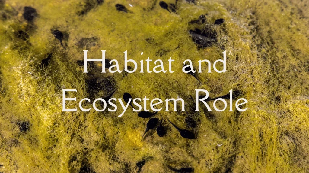 Habitat and Ecosystem Role